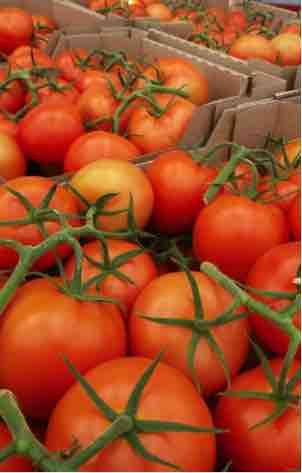 Tomatoes Red Round 
