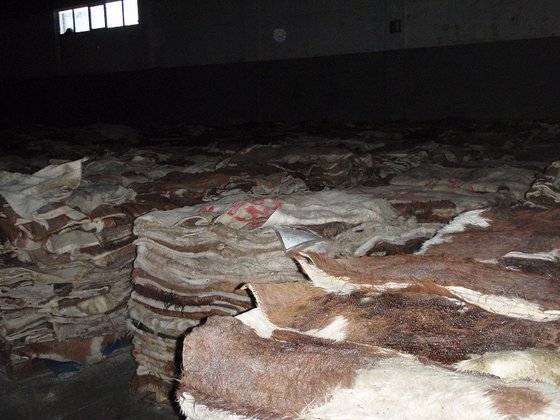 Wet And Dry Salted Donkey (Hides)Skins