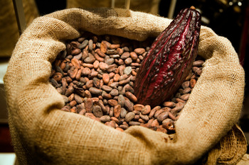 Cocoa Beans Dry Raw Natural Fino De Aroma Arriba From Ecuador, Worldwide 