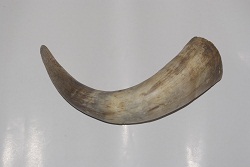 OFFER OF RAW COW HORN