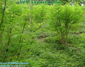 Brand Moringa Dry Leaves Exporters India