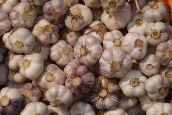 Best Quality Big Size Fresh And Dry White Garlic