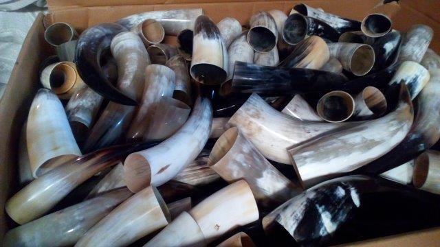 POLISHED DRINKING  HORNS
