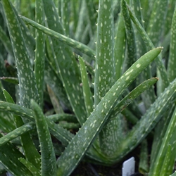Aloe Vera Plants Fresh For Medical & Cosmetic Companies