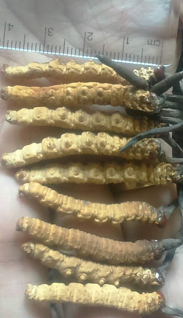 Cordyceps Sinensis Or Caterpillar Fungus 