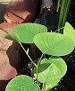  Red Sandal Tree Seeds (Pterocarpus Santalinus)